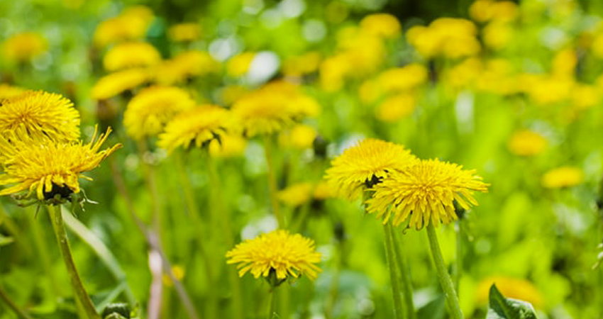 weed control